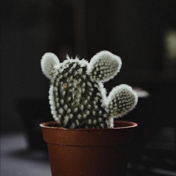 Meet your Posher, 小仙女 - Picture 1 of 1